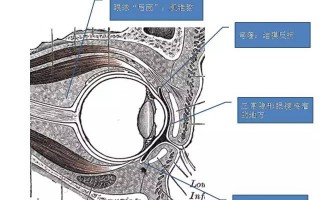 为什么隐形眼镜这么软，为什么隐形眼镜这么软呢